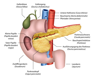 Anatomie der Bauchspeicheldrüse